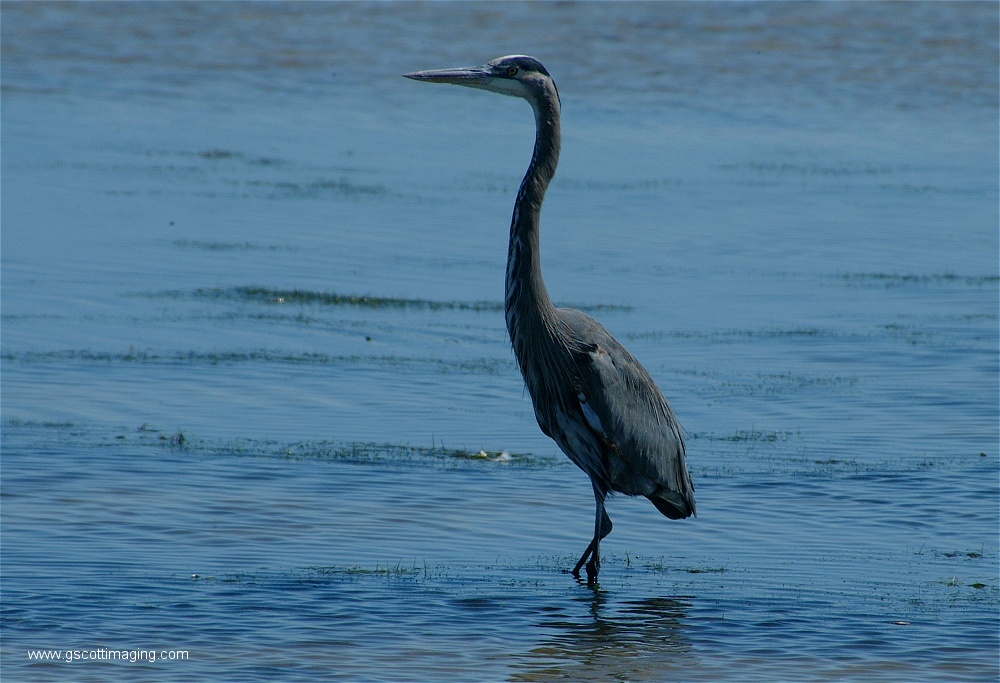 (28) Dscf2736.jpg   (1000x683)   227 Kb                                    Click to display next picture