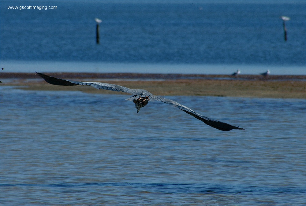 (30) Dscf2739.jpg   (1000x674)   217 Kb                                    Click to display next picture