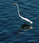 (19) Dscf2725.jpg    (649x720)    144 KB                              click to see enlarged picture