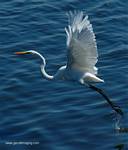 (21) Dscf2727.jpg    (615x720)    155 KB                              click to see enlarged picture