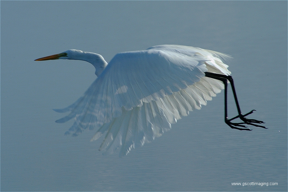 (12) Dscf2937.jpg   (1000x667)   446 Kb                                    Click to display next picture