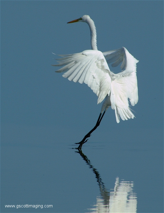 (15) Dscf2940.jpg   (557x720)   228 Kb                                    Click to display next picture