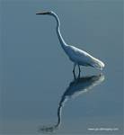 (06) Dscf2931.jpg    (667x720)    268 KB                              click to see enlarged picture