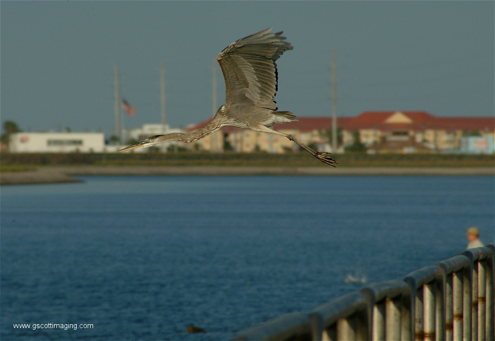 (01) Dscf2830.jpg   (1000x689)   399 Kb                                    Click to display next picture