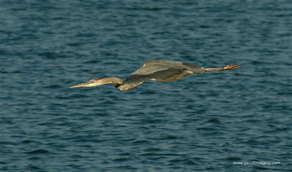 (02) Dscf2831.jpg   (1000x592)   396 Kb                                    Click to display next picture