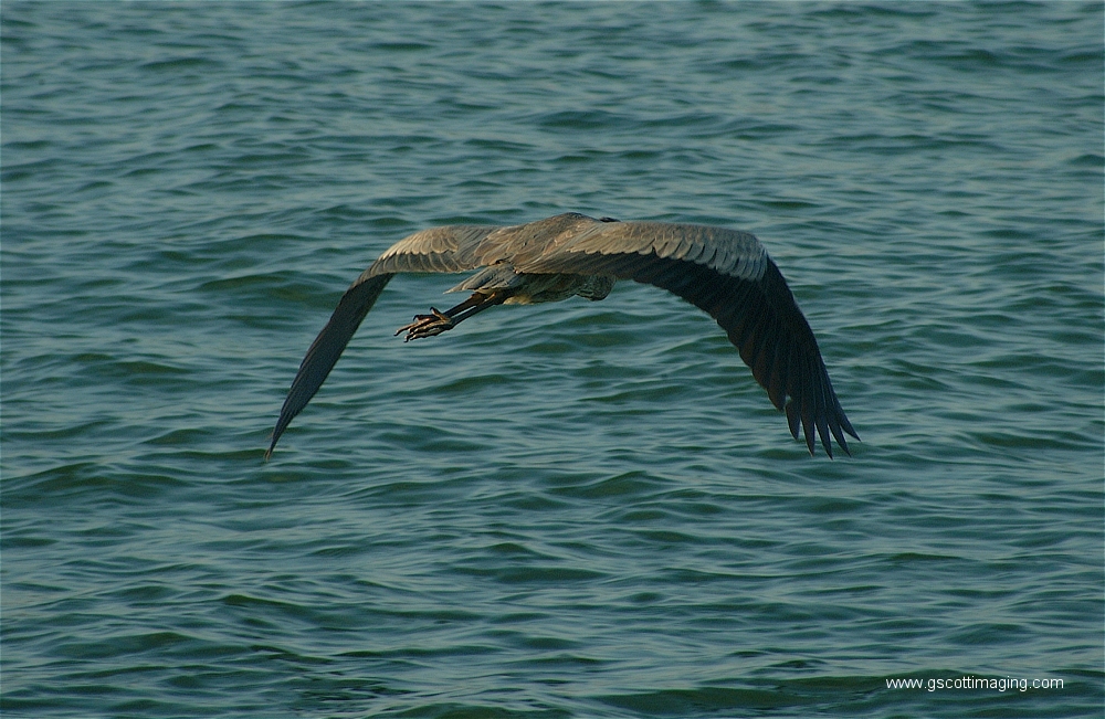 (03) Dscf2754.jpg   (1000x651)   474 Kb                                    Click to display next picture