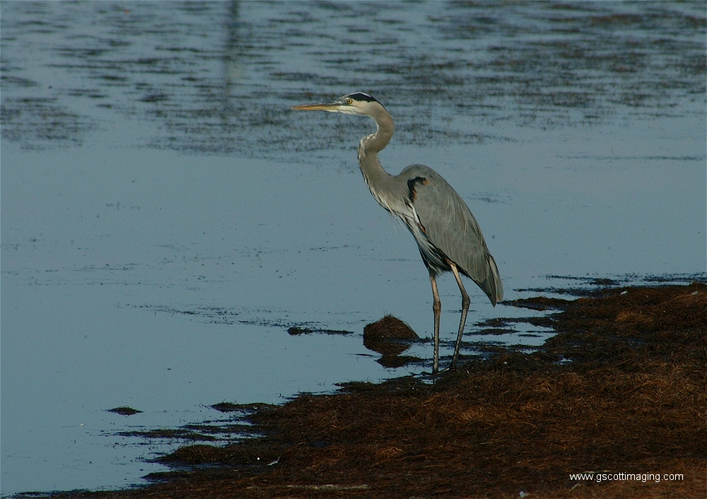 (04) Dscf2872.jpg   (1000x706)   502 Kb                                    Click to display next picture