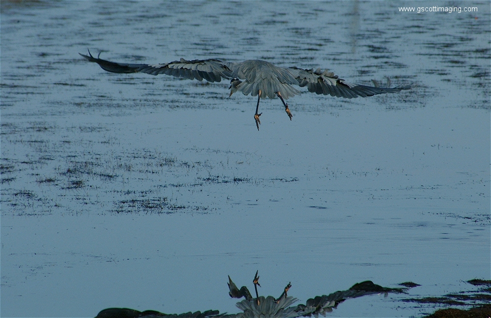 (05) Dscf2873.jpg   (1000x647)   455 Kb                                    Click to display next picture