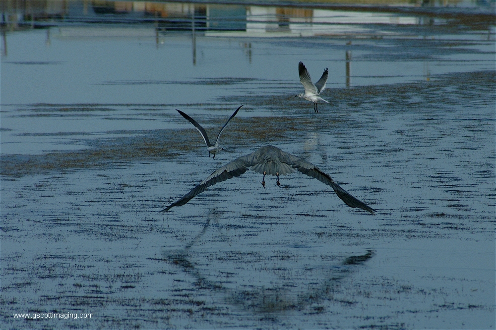 (06) Dscf2874.jpg   (1000x666)   536 Kb                                    Click to display next picture