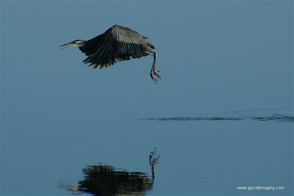 (08) Dscf2867.jpg   (1000x668)   391 Kb                                    Click to display next picture