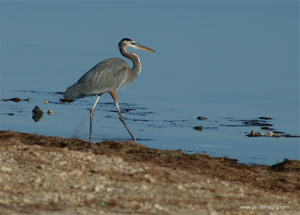 (23) Dscf2897.jpg   (1000x717)   474 Kb                                    Click to display next picture