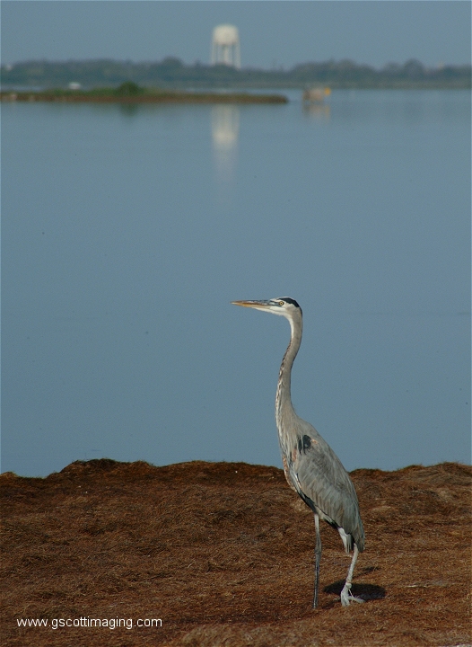 (25) Dscf2884.jpg   (526x720)   238 Kb                                    Click to display next picture