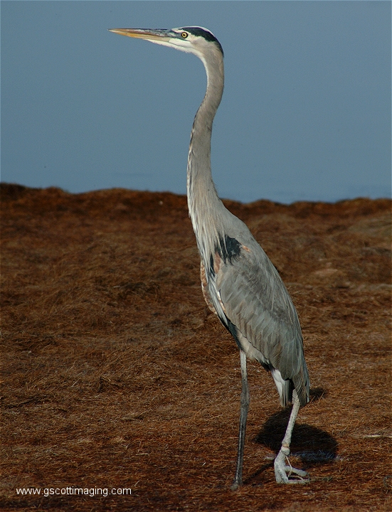 (27) Dscf2888.jpg   (551x720)   315 Kb                                    Click to display next picture