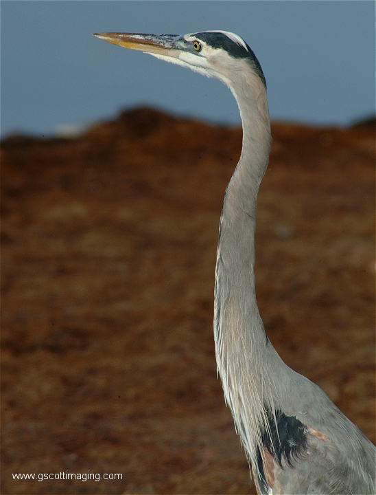 (29) Dscf2890.jpg   (548x720)   242 Kb                                    Click to display next picture