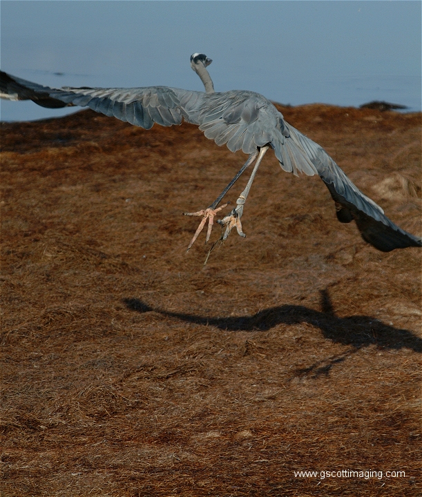 (30) Dscf2891.jpg   (611x720)   383 Kb                                    Click to display next picture