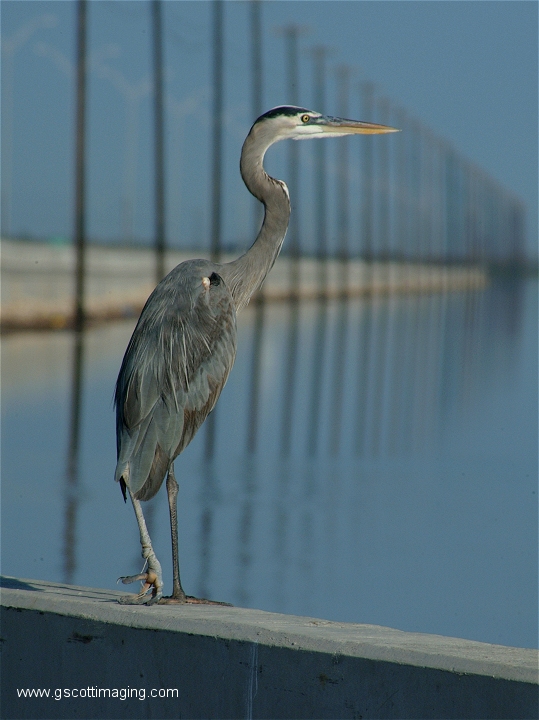 (32) Dscf2910.jpg   (539x720)   225 Kb                                    Click to display next picture