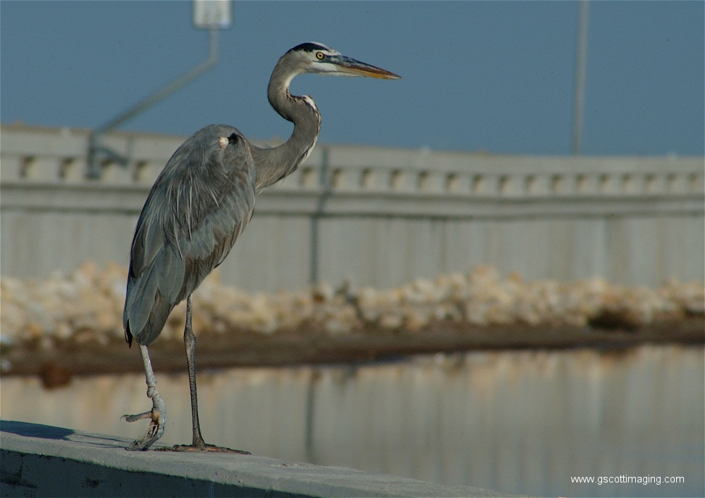 (33) Dscf2905.jpg   (1000x707)   410 Kb                                    Click to display next picture