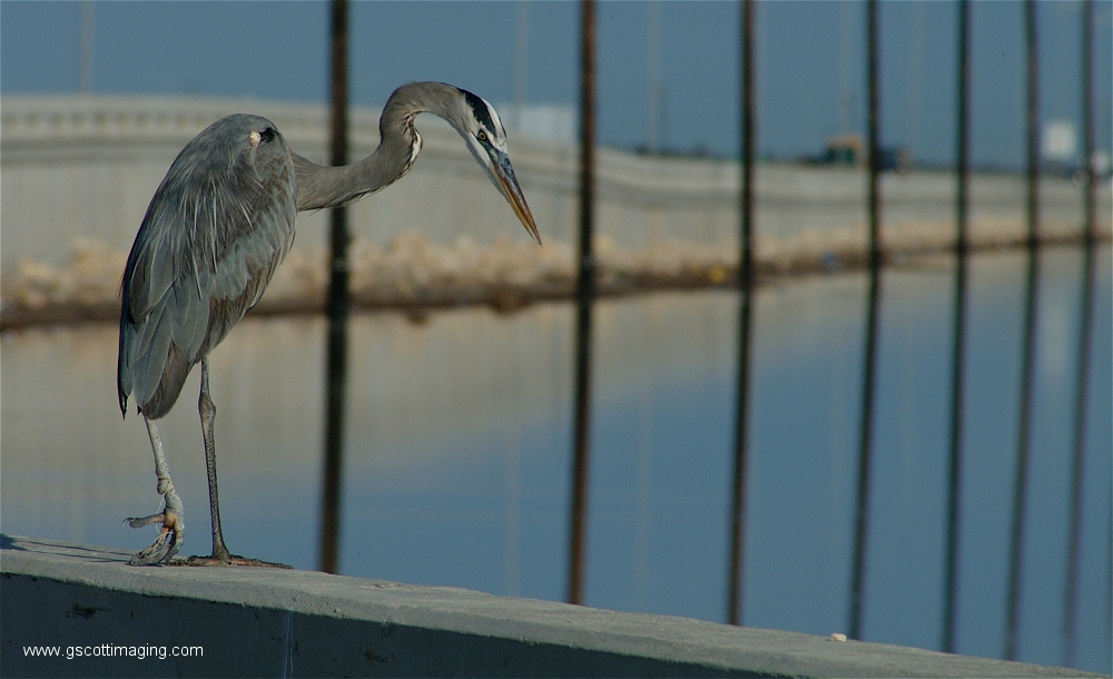 (34) Dscf2906.jpg   (1000x610)   371 Kb                                    Click to display next picture