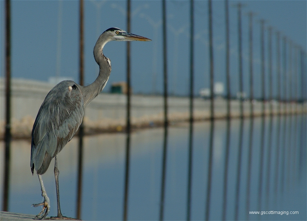 (35) Dscf2907.jpg   (1000x720)   428 Kb                                    Click to display next picture