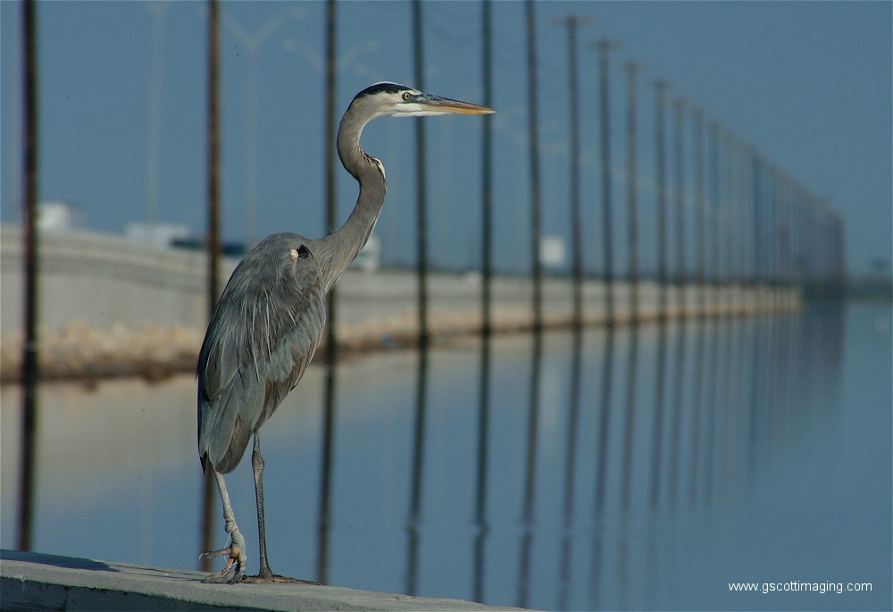 (36) Dscf2909.jpg   (1000x685)   402 Kb                                    Click to display next picture