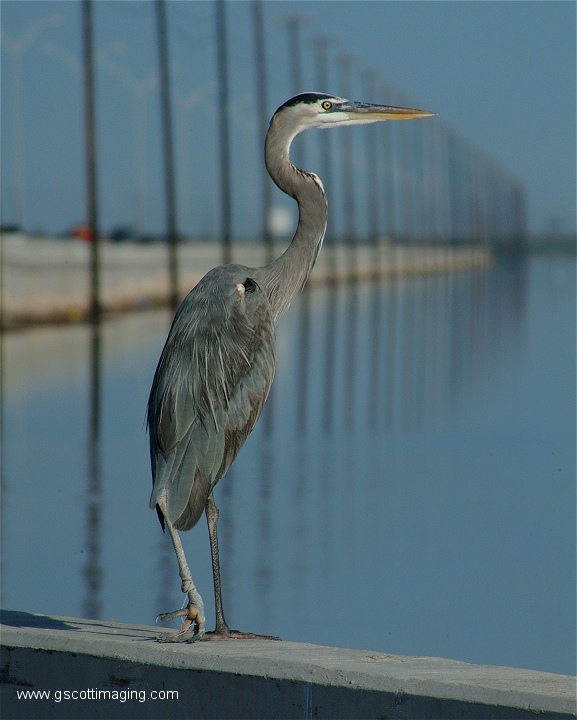 (37) Dscf2911.jpg   (577x720)   247 Kb                                    Click to display next picture