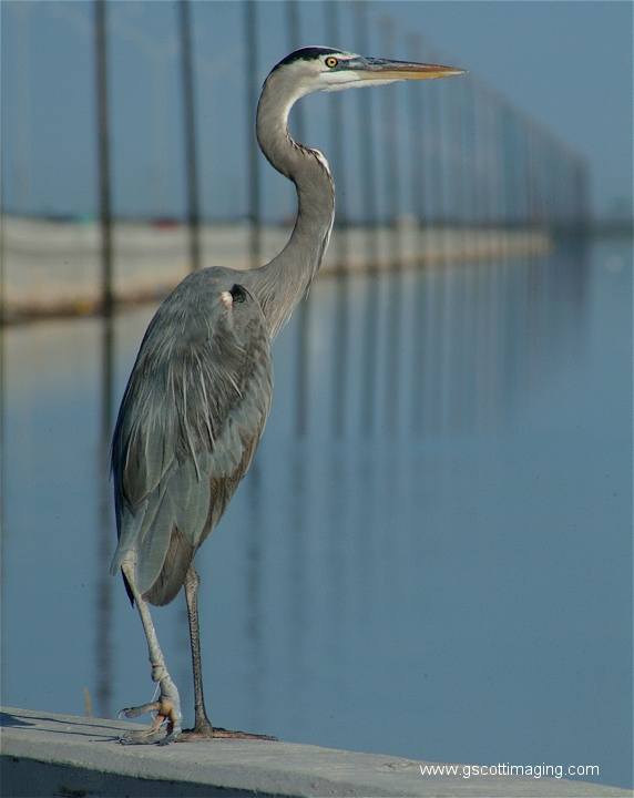 (38) Dscf2912.jpg   (572x720)   244 Kb                                    Click to display next picture