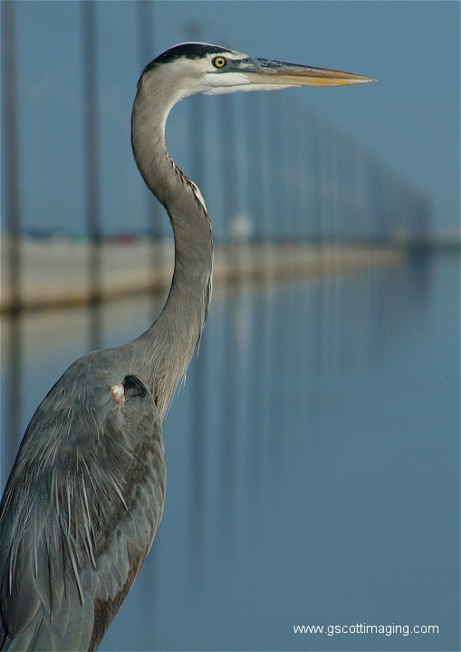 (39) Dscf2917.jpg   (509x720)   220 Kb                                    Click to display next picture