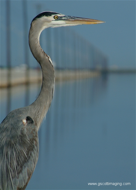 (40) Dscf2918.jpg   (516x720)   210 Kb                                    Click to display next picture