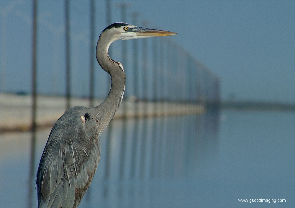 (41) Dscf2913.jpg   (1000x704)   412 Kb                                    Click to display next picture