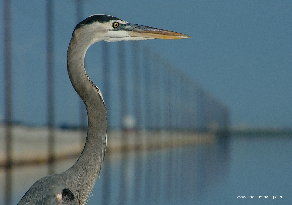 (43) Dscf2916.jpg   (1000x704)   421 Kb                                    Click to display next picture