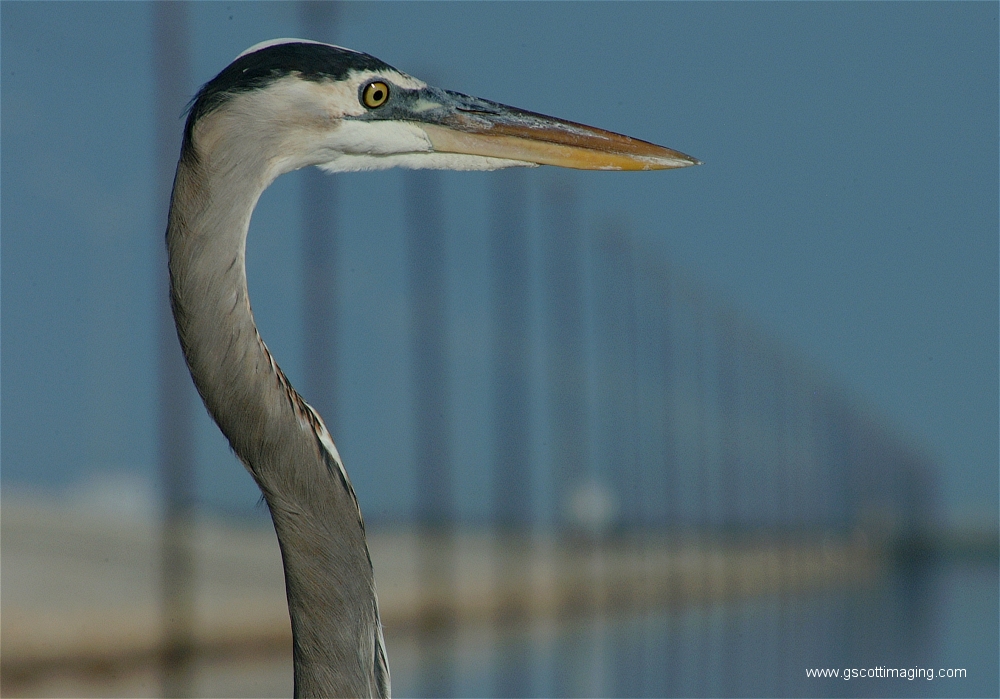 (44) Dscf2921.jpg   (1000x699)   411 Kb                                    Click to display next picture