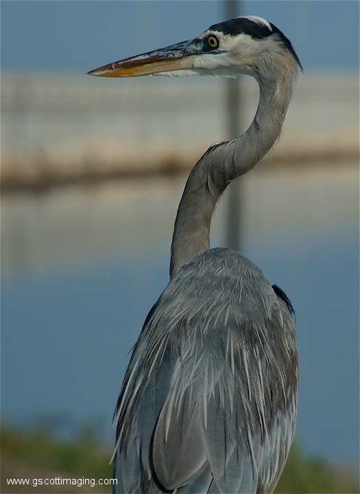 (45) Dscf2922.jpg   (525x720)   233 Kb                                    Click to display next picture