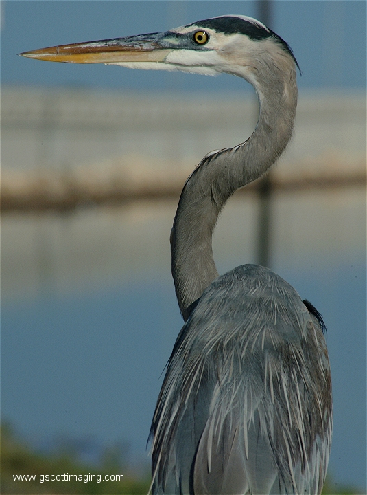 (46) Dscf2923.jpg   (535x720)   243 Kb                                    Click to display next picture