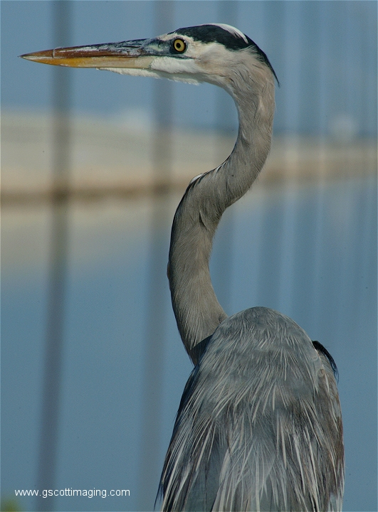 (47) Dscf2925.jpg   (531x720)   240 Kb                                    Click to display next picture