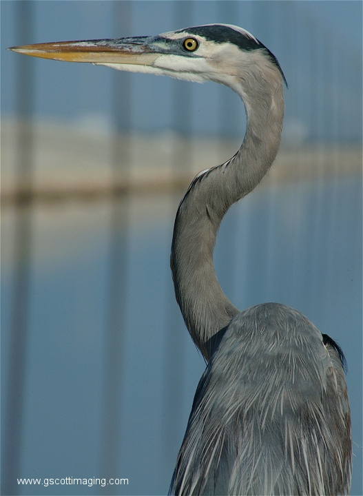 (49) Dscf2928.jpg   (527x720)   234 Kb                                    Click to display next picture