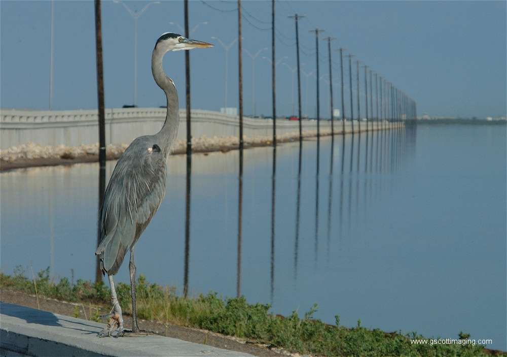 (50) Dscf2915.jpg   (1000x703)   442 Kb                                    Click to display next picture