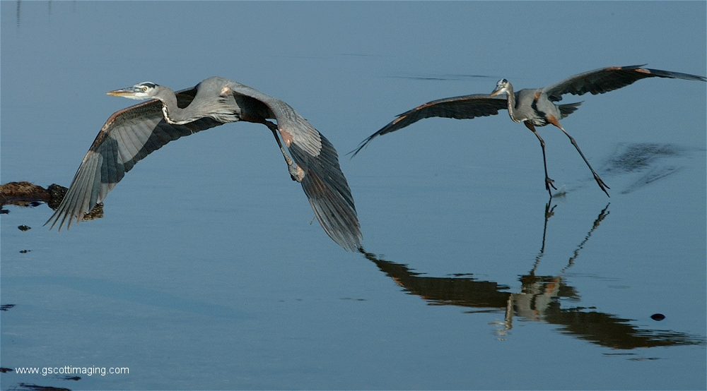 (53) Dscf2948.jpg   (1000x554)   334 Kb                                    Click to display next picture