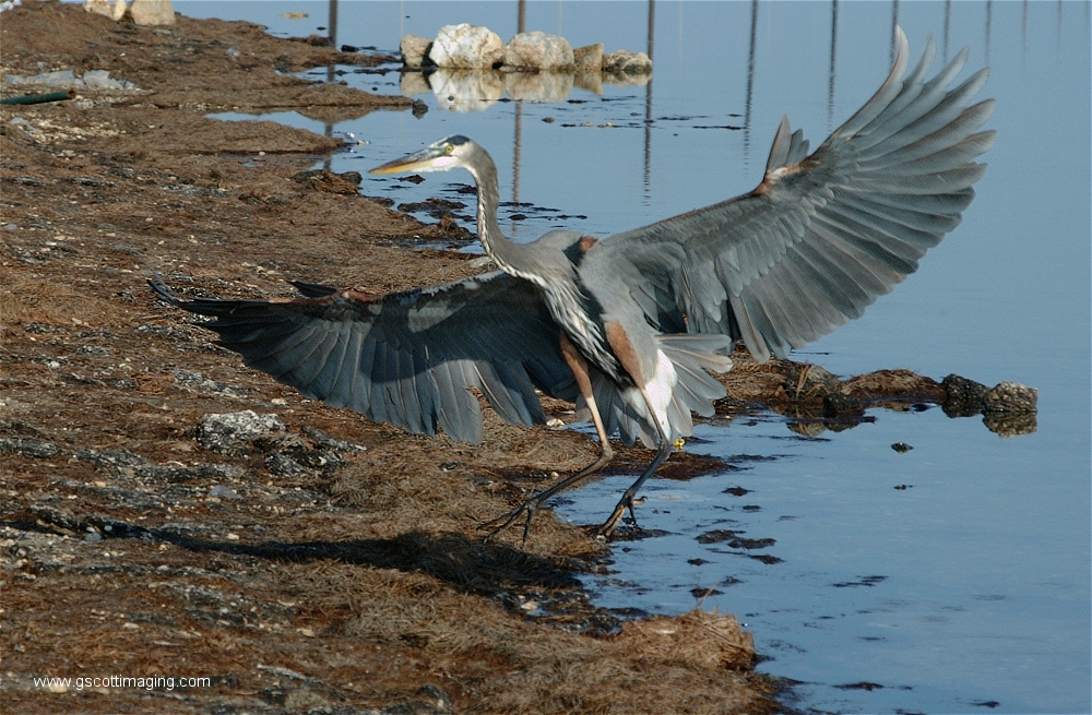 (54) Dscf2949.jpg   (1000x655)   554 Kb                                    Click to display next picture