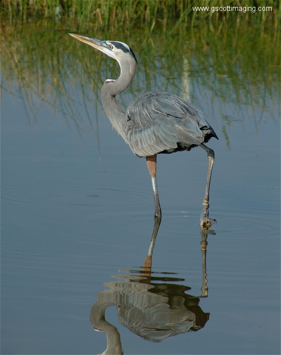 (56) Dscf2955.jpg   (569x720)   264 Kb                                    Click to display next picture