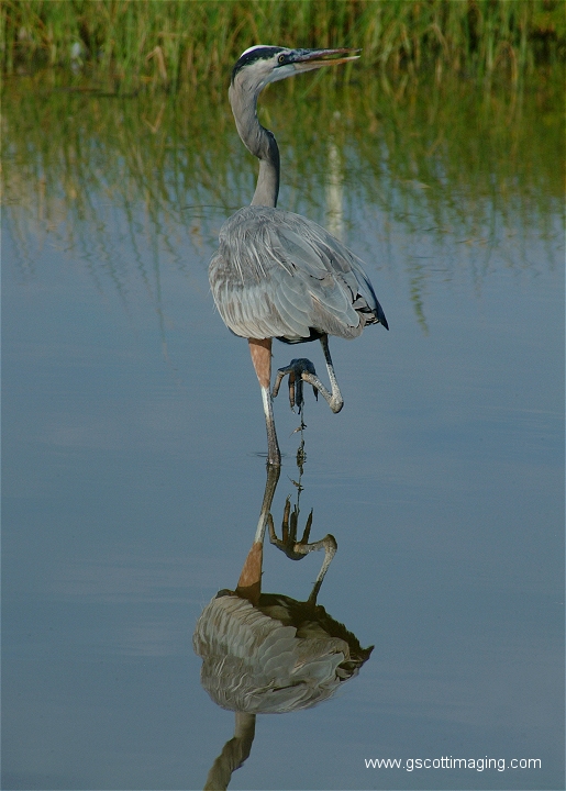 (58) Dscf2956.jpg   (515x720)   237 Kb                                    Click to display next picture