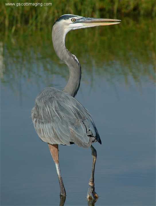 (61) Dscf2959.jpg   (544x720)   242 Kb                                    Click to display next picture