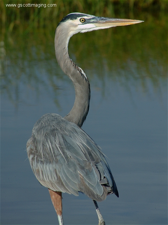 (62) Dscf2960.jpg   (539x720)   241 Kb                                    Click to display next picture