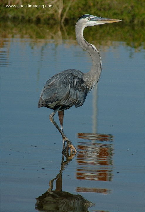 (64) Dscf2965.jpg   (494x720)   227 Kb                                    Click to display next picture