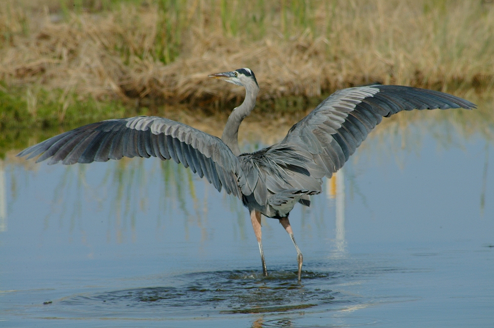 (66) Dscf2962.jpg   (1000x663)   429 Kb                                    Click to display next picture