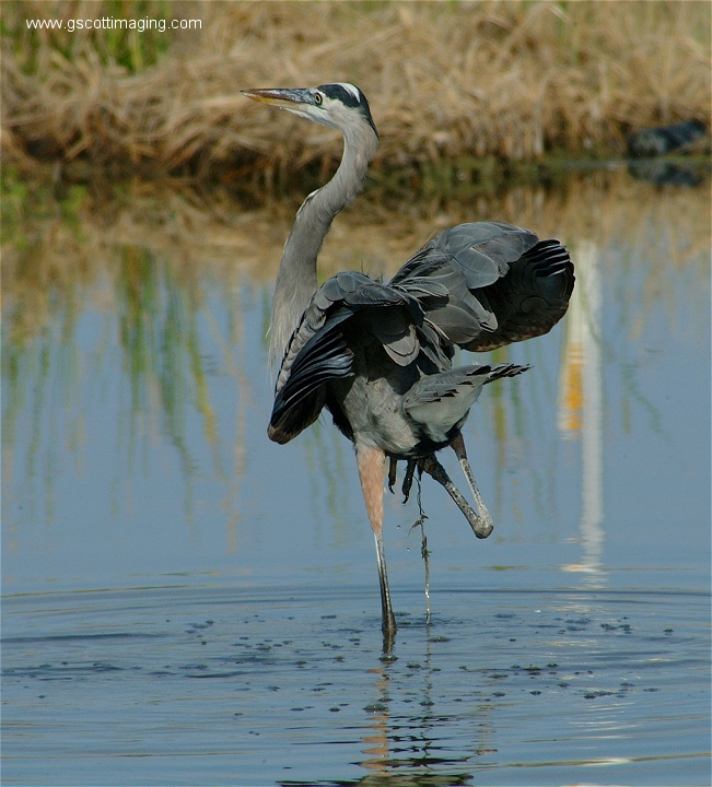 (68) Dscf2964.jpg   (651x720)   331 Kb                                    Click to display next picture