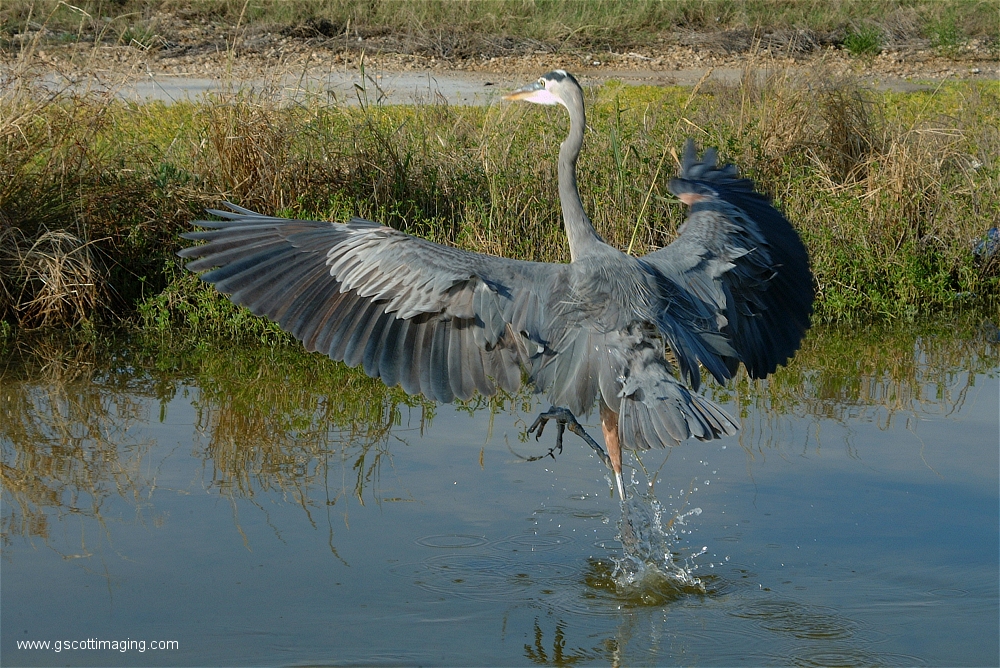 (69) Dscf2967.jpg   (1000x668)   653 Kb                                    Click to display next picture