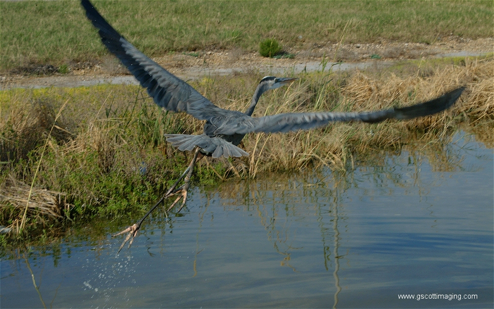 (70) Dscf2968.jpg   (1000x626)   538 Kb                                    Click to display next picture