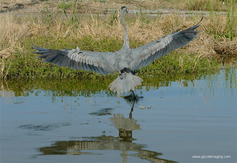 (71) Dscf2969.jpg   (1000x691)   635 Kb                                    Click to display next picture