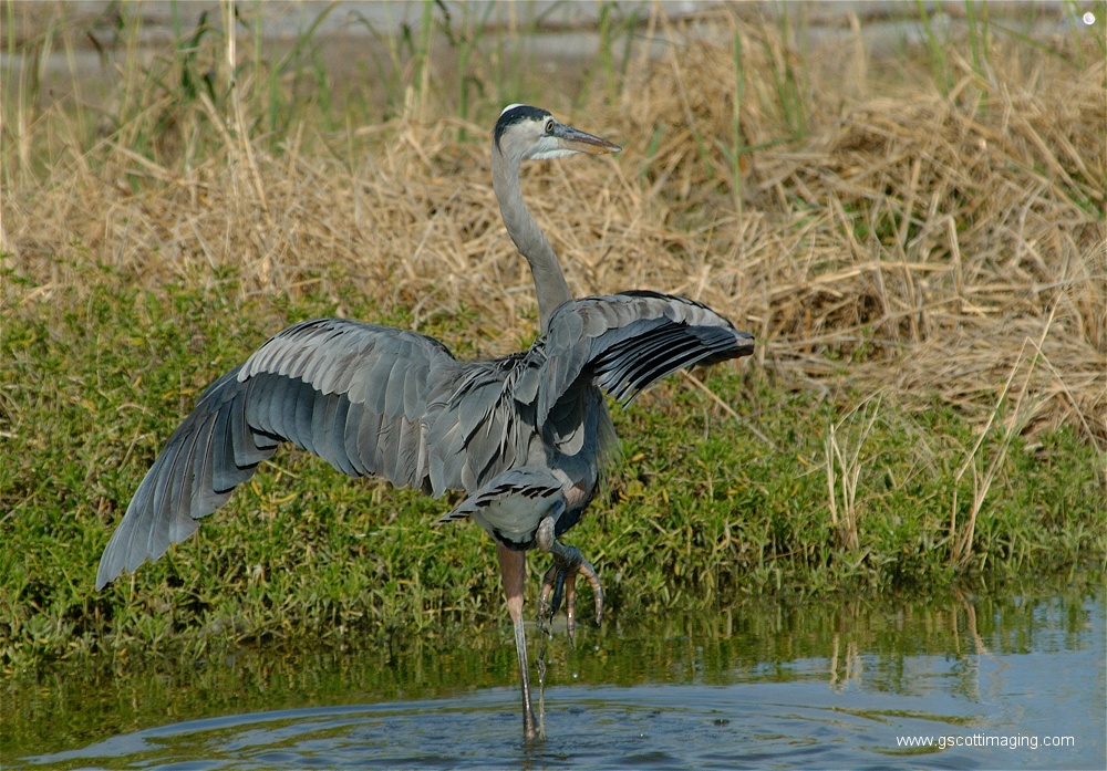 (73) Dscf2971.jpg   (1000x697)   353 Kb                                    Click to display next picture