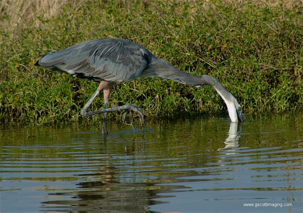 (76) Dscf2974.jpg   (1000x706)   655 Kb                                    Click to display next picture